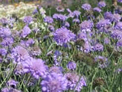 Tauben-Skabiose 'Butterfly Blue' -Günstiges Erd Seele Geschäft tauben skabiose butterfly blue m055694 w 0