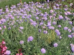 Tauben-Skabiose 'Butterfly Blue' -Günstiges Erd Seele Geschäft tauben skabiose butterfly blue m055694 w 2