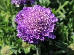 Tauben-Skabiose 'Butterfly Blue' -Günstiges Erd Seele Geschäft tauben skabiose butterfly blue m055694 w 3