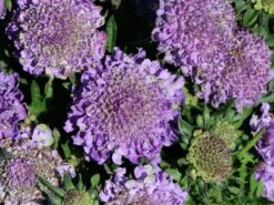 Tauben-Skabiose 'Butterfly Blue' -Günstiges Erd Seele Geschäft tauben skabiose butterfly blue m055694 w 4