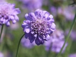 Tauben-Skabiose 'Butterfly Blue' -Günstiges Erd Seele Geschäft tauben skabiose butterfly blue m055694 w 5