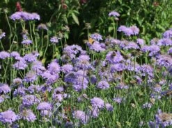 Tauben-Skabiose 'Butterfly Blue' -Günstiges Erd Seele Geschäft tauben skabiose butterfly blue m055694 w 6