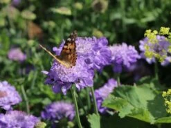 Tauben-Skabiose 'Butterfly Blue' -Günstiges Erd Seele Geschäft tauben skabiose butterfly blue m055694 w 7