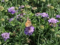 Tauben-Skabiose 'Butterfly Blue' -Günstiges Erd Seele Geschäft tauben skabiose butterfly blue m055694 w 8