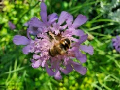 Tauben-Skabiose 'Pink Mist' -Günstiges Erd Seele Geschäft tauben skabiose pink mist m055695 57401 0