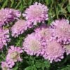 Tauben-Skabiose 'Pink Mist'