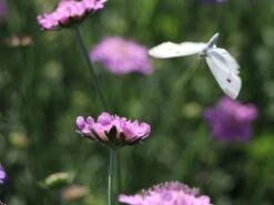 Tauben-Skabiose 'Pink Mist' -Günstiges Erd Seele Geschäft tauben skabiose pink mist m055695 w 0