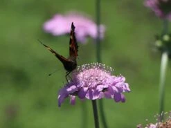 Tauben-Skabiose 'Pink Mist' -Günstiges Erd Seele Geschäft tauben skabiose pink mist m055695 w 1