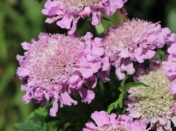 Tauben-Skabiose 'Pink Mist' -Günstiges Erd Seele Geschäft tauben skabiose pink mist m055695 w 2
