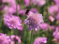 Tauben-Skabiose 'Pink Mist' -Günstiges Erd Seele Geschäft tauben skabiose pink mist m055695 w 5