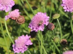Tauben-Skabiose 'Pink Mist' -Günstiges Erd Seele Geschäft tauben skabiose pink mist m055695 w 6