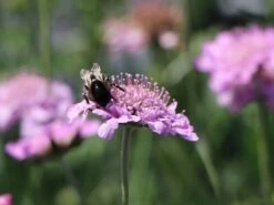 Tauben-Skabiose 'Pink Mist' -Günstiges Erd Seele Geschäft tauben skabiose pink mist m055695 w 8