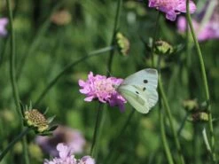 Tauben-Skabiose 'Pink Mist' -Günstiges Erd Seele Geschäft tauben skabiose pink mist m055695 w 9