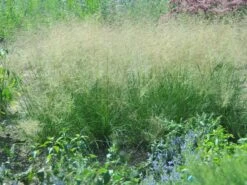 Tautropfengras 'Delicatesse'