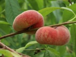 Teller-Pfirsich 'PiattaforTWO' ®