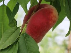 Teller-Pfirsich 'PiattaforTWO' ® -Günstiges Erd Seele Geschäft teller pfirsich piattafortwo m102675 w 0