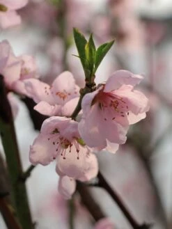 Teller-Pfirsich 'PiattaforTWO' ® -Günstiges Erd Seele Geschäft teller pfirsich piattafortwo m102675 w 3