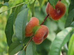 Teller-Pfirsich 'PlatiforONE' ®