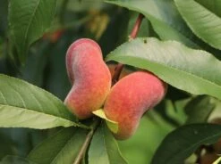 Teller-Pfirsich 'PlatiforONE' ® 16 Teller-Pfirsich 'PlatiforONE' ® -Günstiges Erd Seele Geschäft teller pfirsich platiforone m102674 w 0