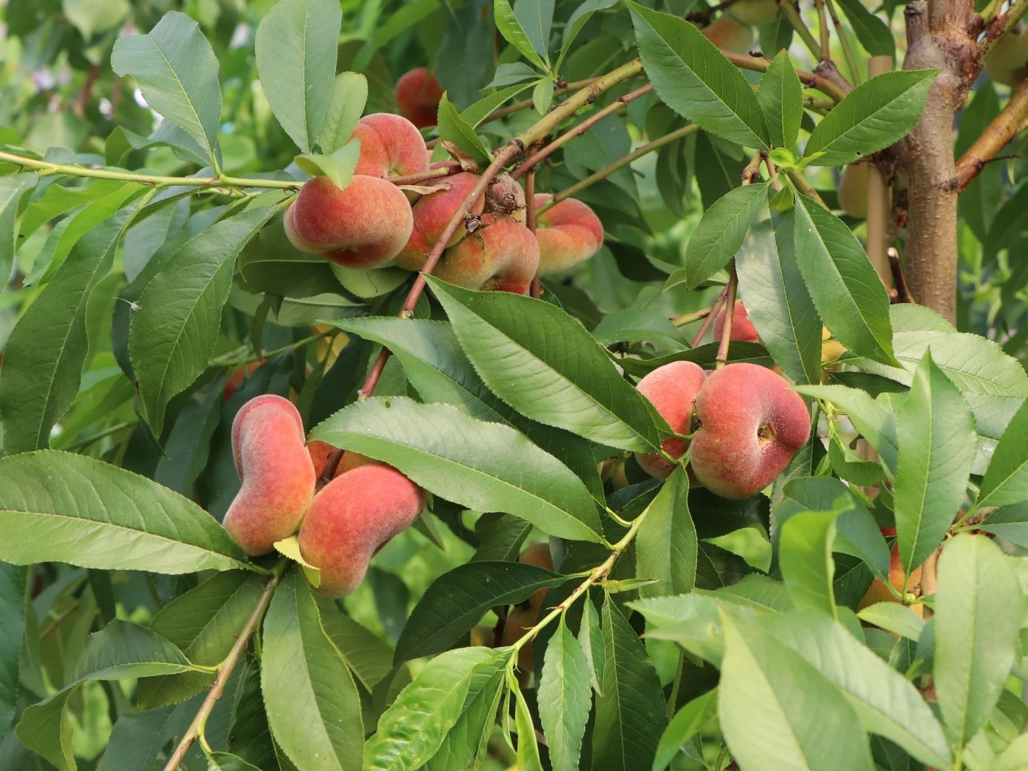 Teller-Pfirsich 'PlatiforONE' ® 8 Teller-Pfirsich 'PlatiforONE' ® – Bild 6