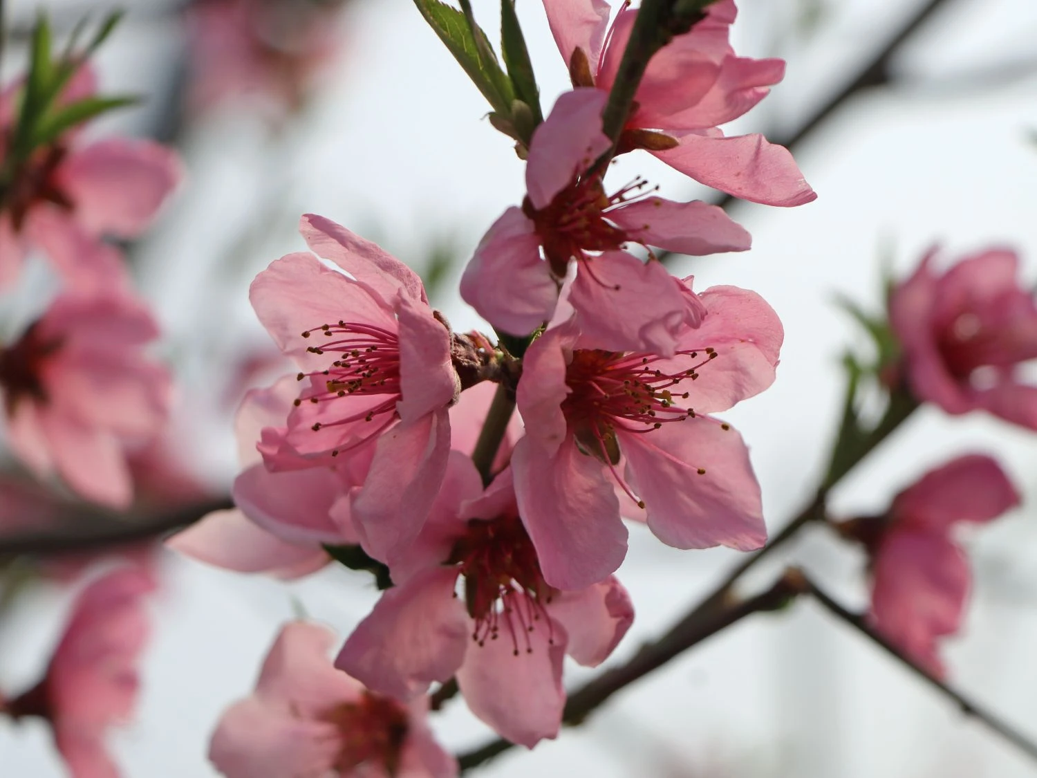 Teller-Pfirsich 'PlatiforONE' ® 4 Teller-Pfirsich 'PlatiforONE' ® – Bild 2