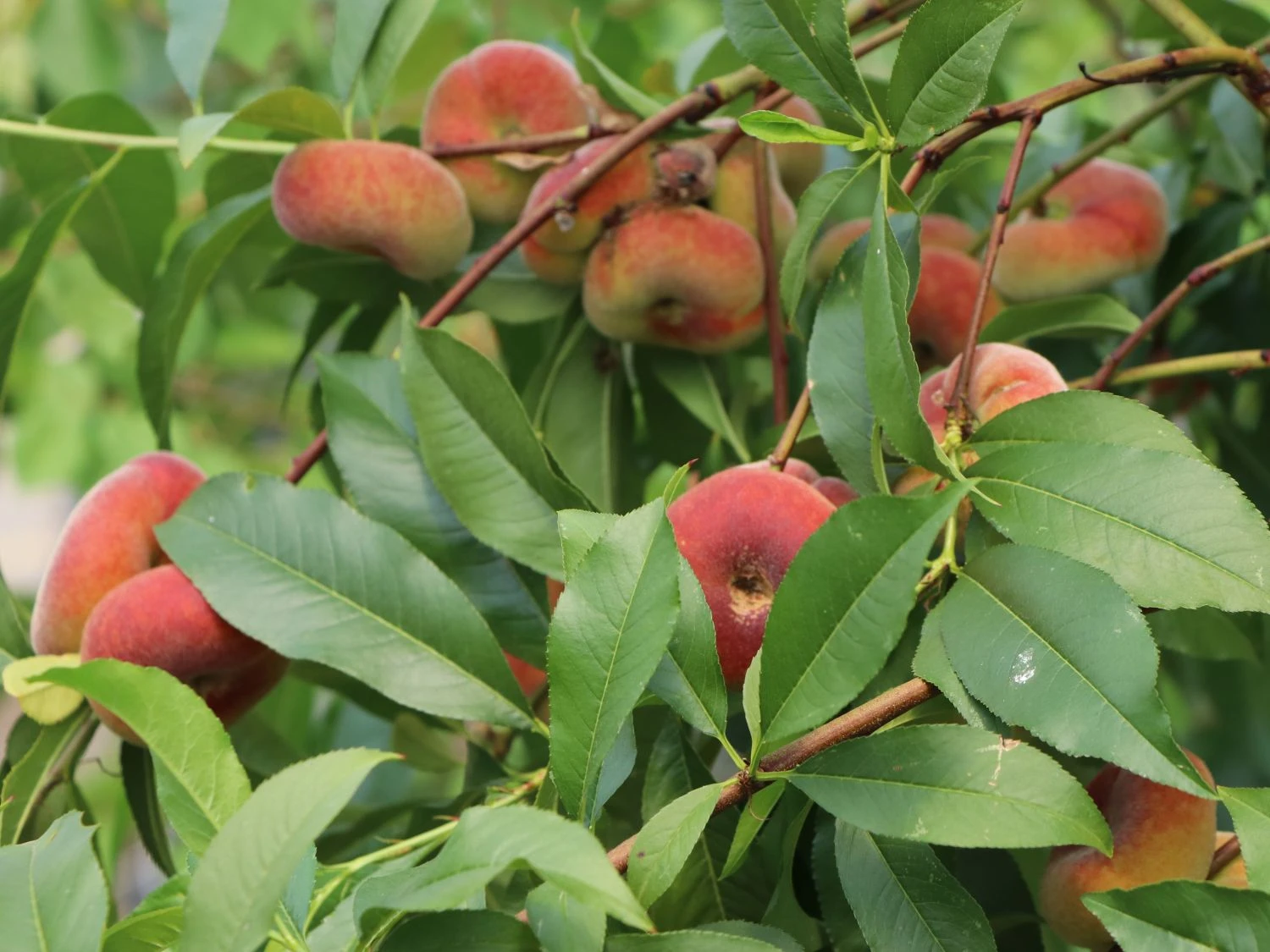 Teller-Pfirsich 'PlatiforONE' ® 6 Teller-Pfirsich 'PlatiforONE' ® – Bild 4