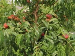 Teller-Pfirsich 'PlatiforONE' ® 21 Teller-Pfirsich 'PlatiforONE' ® -Günstiges Erd Seele Geschäft teller pfirsich platiforone m102674 w 3