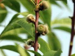 Teller-Pfirsich 'PlatiforONE' ® 23 Teller-Pfirsich 'PlatiforONE' ® -Günstiges Erd Seele Geschäft teller pfirsich platiforone m102674 w 4