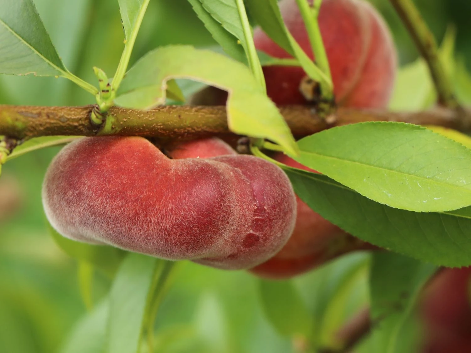 Teller-Pfirsich 'PlatiforONE' ® 7 Teller-Pfirsich 'PlatiforONE' ® – Bild 5