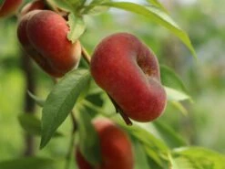 Teller-Pfirsich 'PlatiforONE' ® 22 Teller-Pfirsich 'PlatiforONE' ® -Günstiges Erd Seele Geschäft teller pfirsich platiforone m102674 w 6