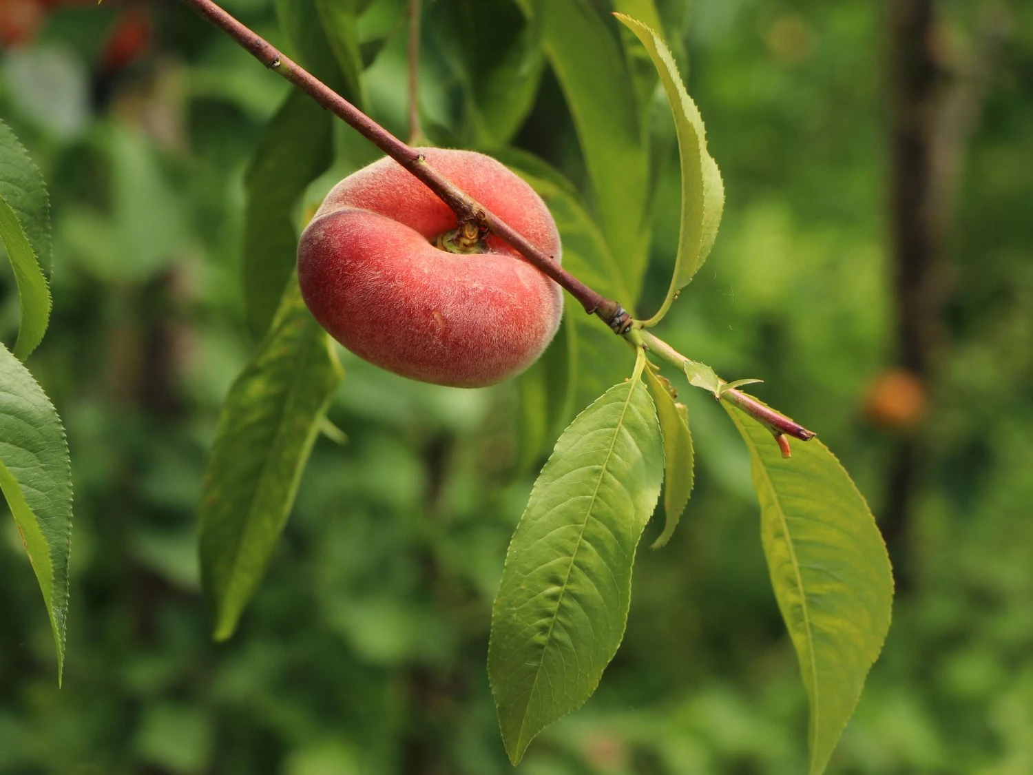 Teller-Pfirsich 'PlatiforONE' ® 9 Teller-Pfirsich 'PlatiforONE' ® – Bild 7