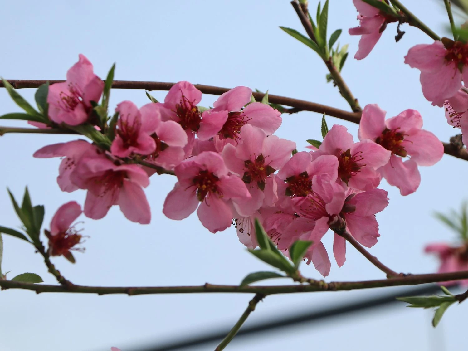 Teller-Pfirsich 'PlatiforONE' ® 13 Teller-Pfirsich 'PlatiforONE' ® – Bild 11