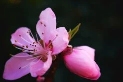 Tellerpfirsich 'Saturne' 25 Tellerpfirsich 'Saturne' -Günstiges Erd Seele Geschäft tellerpfirsich saturne m054315 1305823 0