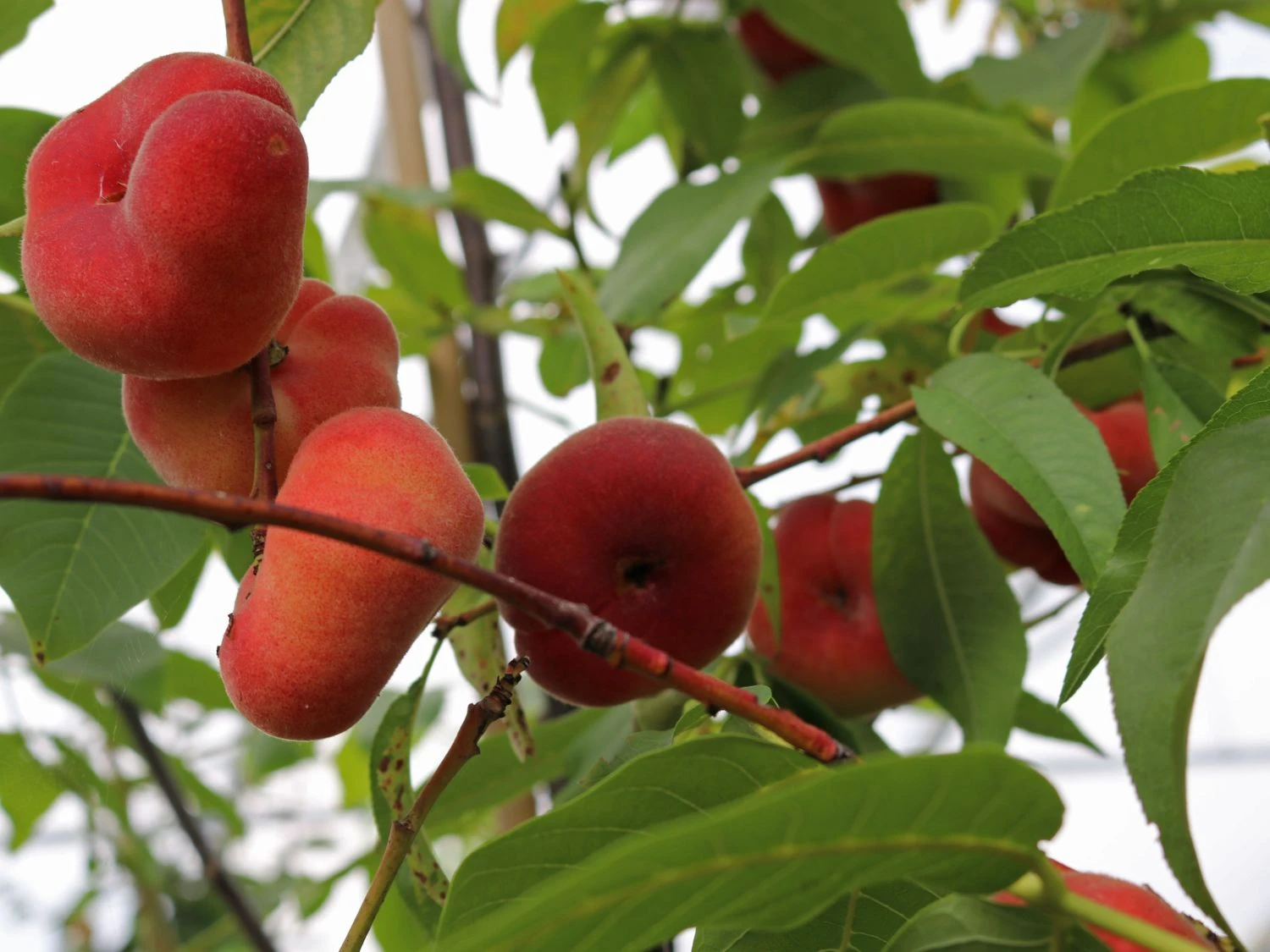 Tellerpfirsich 'Saturne' 3 Tellerpfirsich 'Saturne'