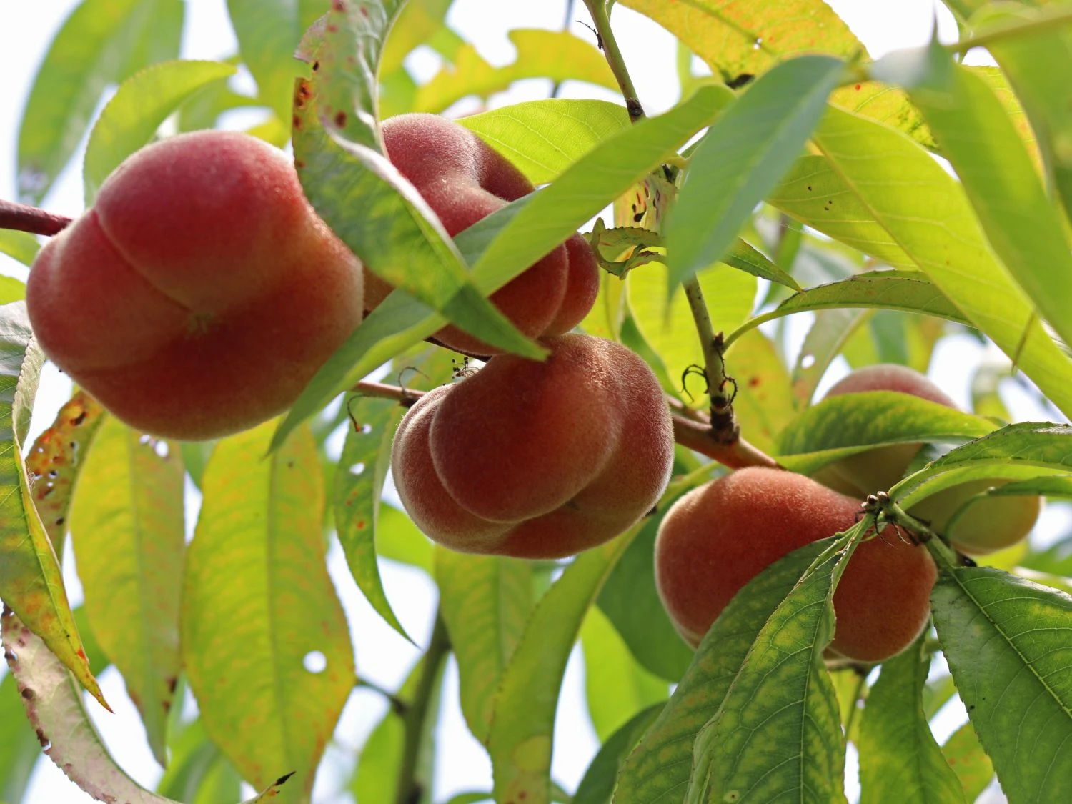 Tellerpfirsich 'Saturne' 8 Tellerpfirsich 'Saturne' – Bild 6