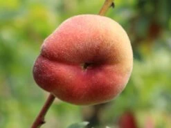 Tellerpfirsich 'Saturne' 18 Tellerpfirsich 'Saturne' -Günstiges Erd Seele Geschäft tellerpfirsich saturne m054315 w 1