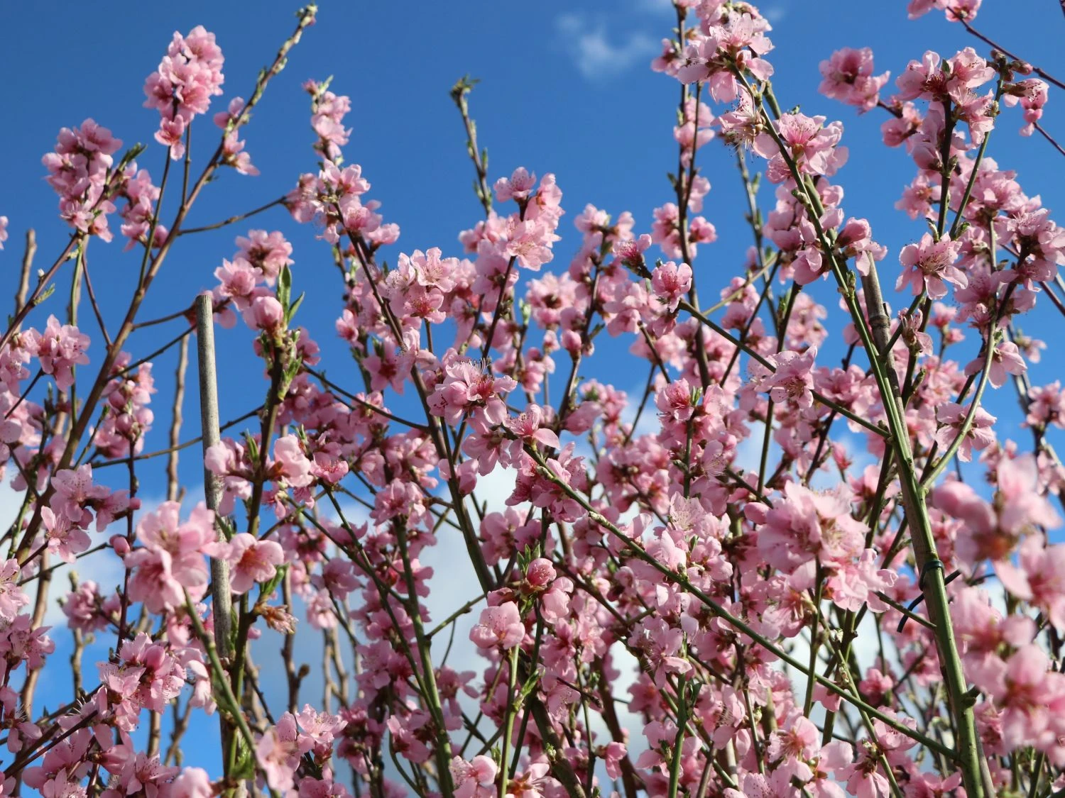 Tellerpfirsich 'Saturne' 10 Tellerpfirsich 'Saturne' – Bild 8