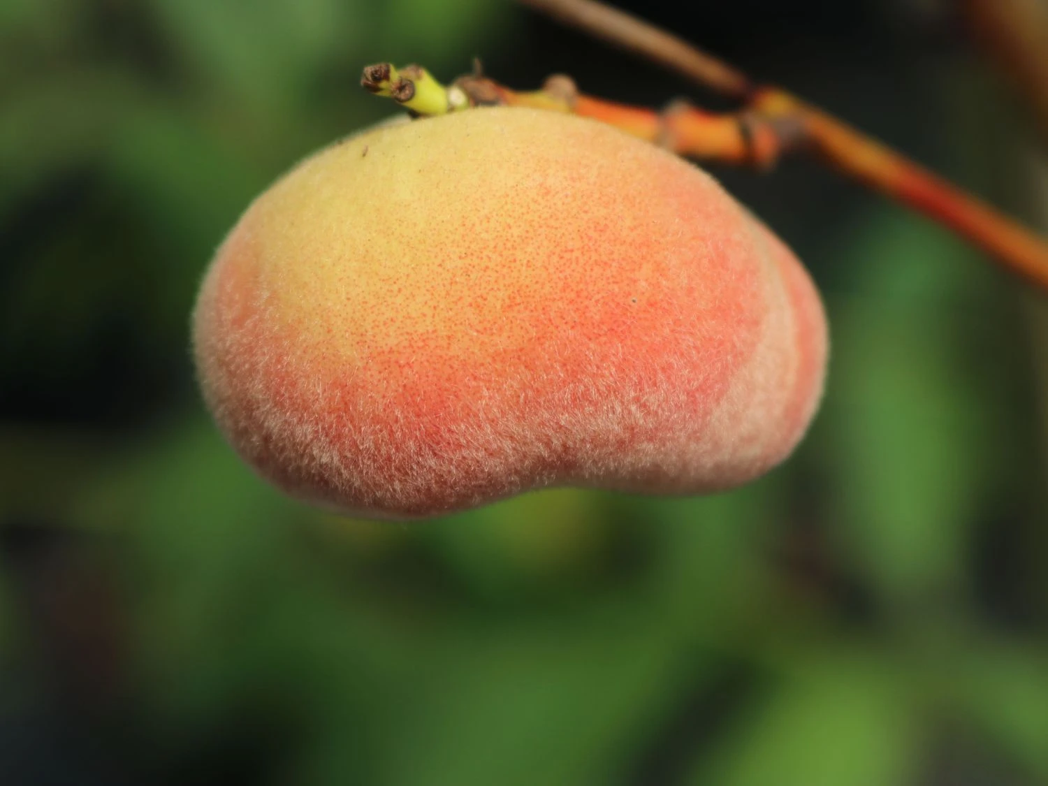 Tellerpfirsich 'Saturne' 11 Tellerpfirsich 'Saturne' – Bild 9