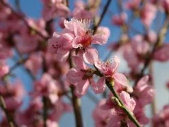 Tellerpfirsich 'Saturne' 15 Tellerpfirsich 'Saturne' -Günstiges Erd Seele Geschäft tellerpfirsich saturne m054315 w 4