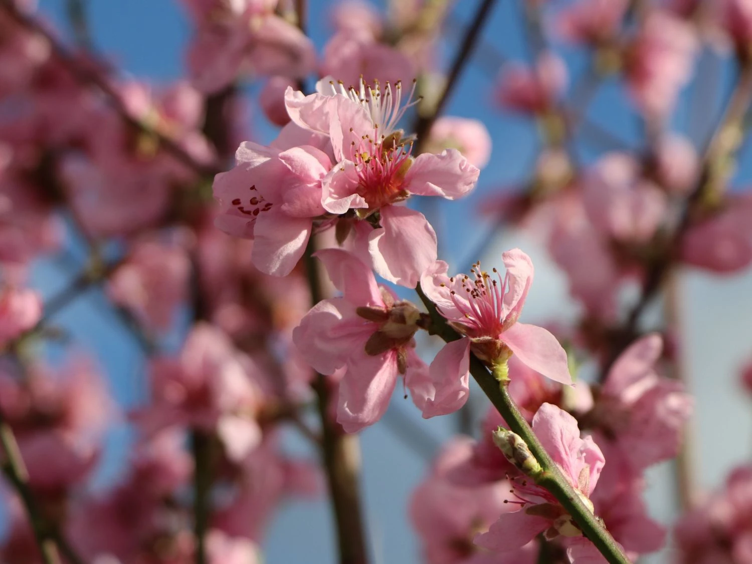 Tellerpfirsich 'Saturne' 4 Tellerpfirsich 'Saturne' – Bild 2