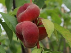 Tellerpfirsich 'Saturne' 20 Tellerpfirsich 'Saturne' -Günstiges Erd Seele Geschäft tellerpfirsich saturne m054315 w 5