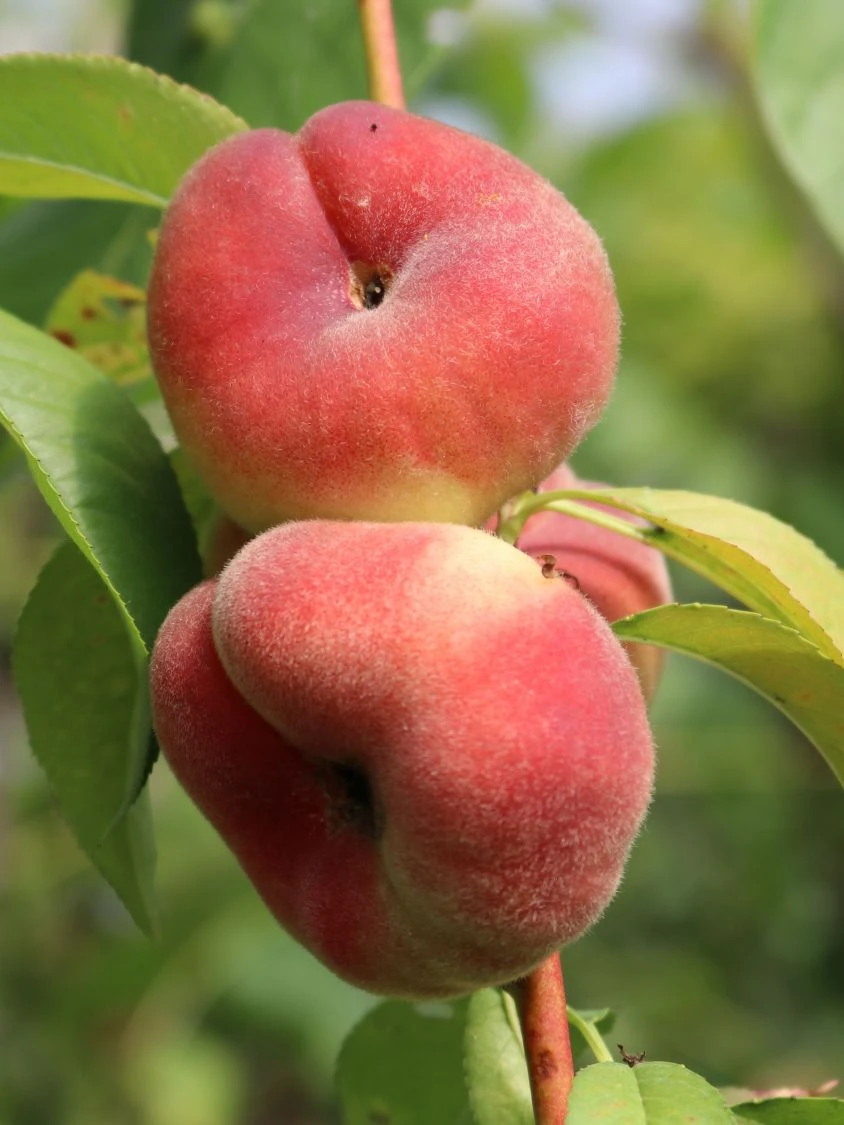 Tellerpfirsich 'Saturne' 5 Tellerpfirsich 'Saturne' – Bild 3