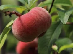 Tellerpfirsich 'Saturne' 17 Tellerpfirsich 'Saturne' -Günstiges Erd Seele Geschäft tellerpfirsich saturne m054315 w 7