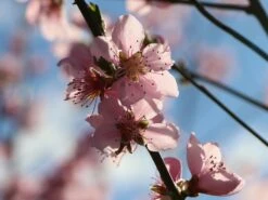 Tellerpfirsich 'Saturne' 23 Tellerpfirsich 'Saturne' -Günstiges Erd Seele Geschäft tellerpfirsich saturne m054315 w 8