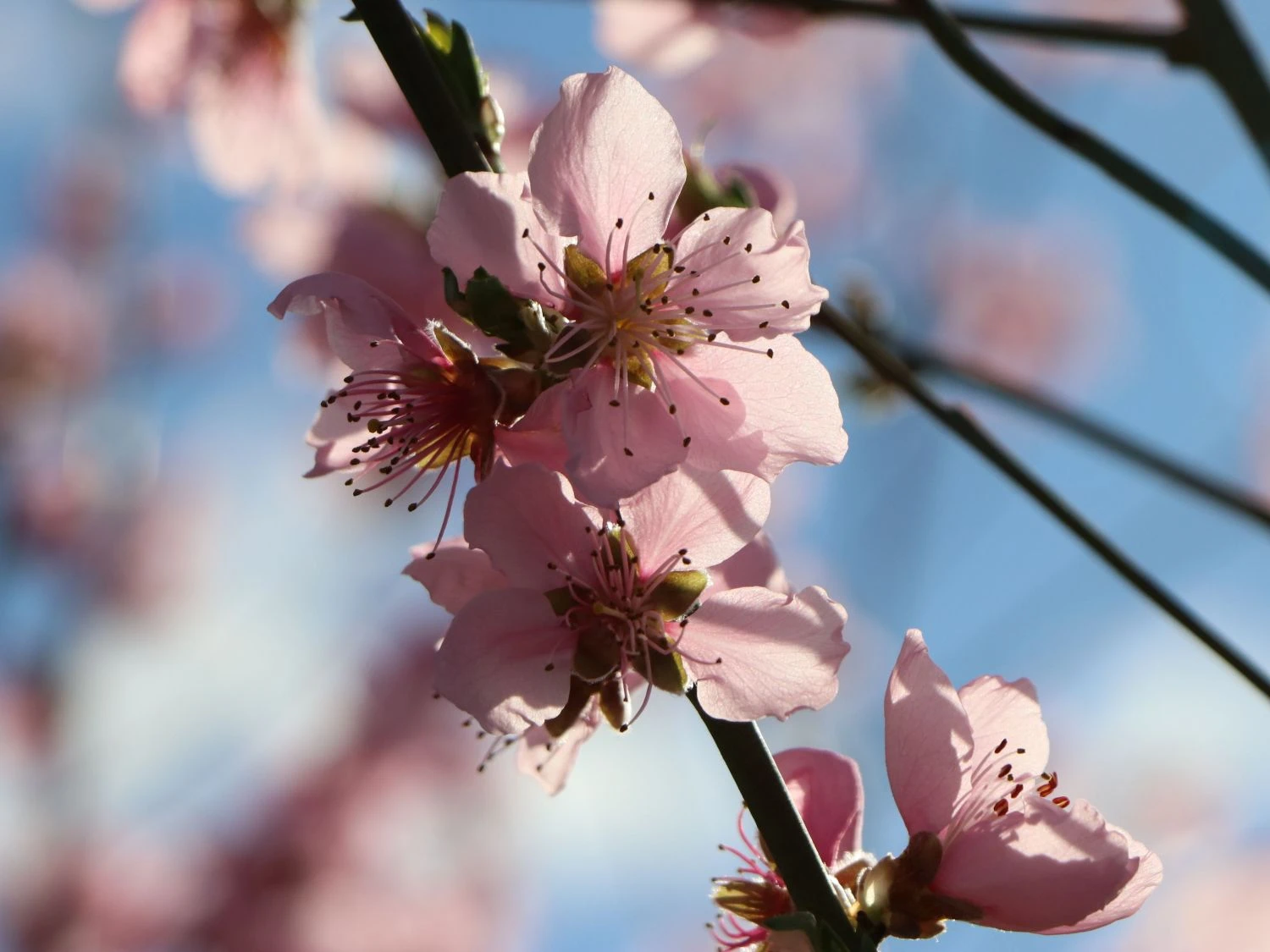 Tellerpfirsich 'Saturne' 12 Tellerpfirsich 'Saturne' – Bild 10