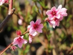 Tellerpfirsich 'Saturne' 24 Tellerpfirsich 'Saturne' -Günstiges Erd Seele Geschäft tellerpfirsich saturne m054315 w 9