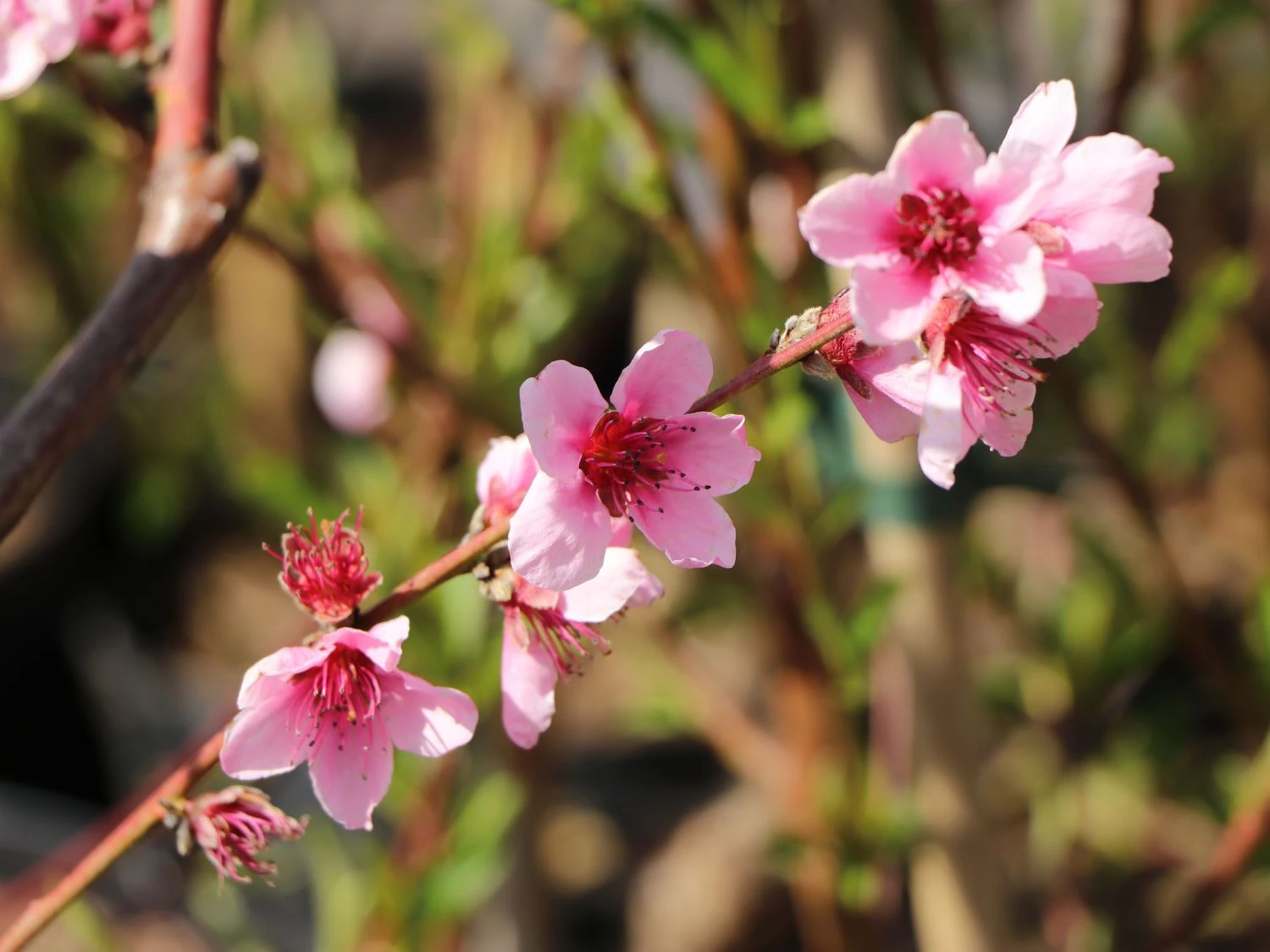 Tellerpfirsich 'Saturne' 13 Tellerpfirsich 'Saturne' – Bild 11