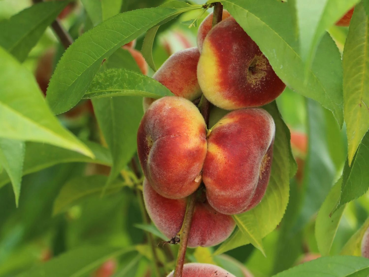 Tellerpfirsich 'Sugar Baby' 3 Tellerpfirsich 'Sugar Baby'