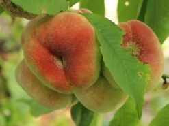 Tellerpfirsich 'Sugar Baby' 11 Tellerpfirsich 'Sugar Baby' -Günstiges Erd Seele Geschäft tellerpfirsich sugar baby m115158 w 0