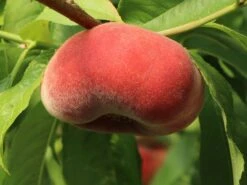 Tellerpfirsich 'Sugar Baby' 14 Tellerpfirsich 'Sugar Baby' -Günstiges Erd Seele Geschäft tellerpfirsich sugar baby m115158 w 1